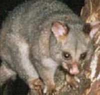 Moondarra State Park - Restaurant Gold Coast