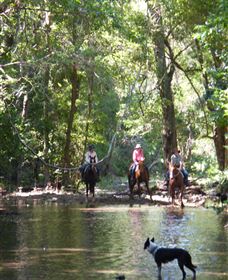 Springvale Horse Treks - Restaurant Gold Coast 2