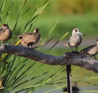 Jerrabomberra Wetlands - Restaurant Gold Coast