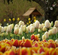 Tulip Top Gardens - Restaurant Gold Coast