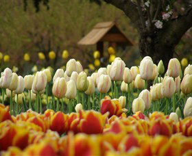Tulip Top Gardens - Restaurant Gold Coast 0