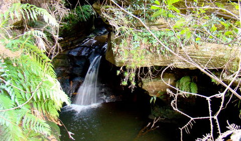 Nature Track - Restaurant Gold Coast 2