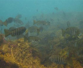Bunurong Marine And Coastal Park - Restaurant Gold Coast 0
