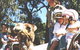 Calamunnda Camel Farm  - thumb 2