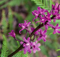 Cassinia walking track - Restaurant Gold Coast