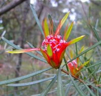 Glenbrook Native Plant Reserve and Nursery - Restaurant Gold Coast