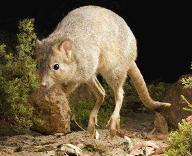 Kanyana Wildlife Rehabilitation Centre - Restaurant Gold Coast 0