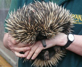 Kanyana Wildlife Rehabilitation Centre - Restaurant Gold Coast 2