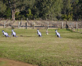 Wollombi Wines - Restaurant Gold Coast 5
