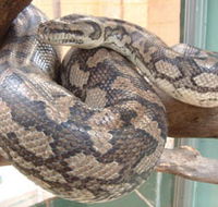 Armadale Reptile Centre - Restaurant Gold Coast