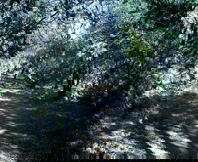 Cave Creek Walking Track - Restaurant Gold Coast 3