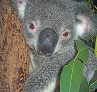 Hunter Valley Zoo - Restaurant Gold Coast