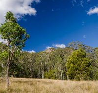 Brush Turkey track - Restaurant Gold Coast