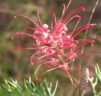 Wirrimbirra Sanctuary - Restaurant Gold Coast