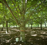 Sassafras Nuts - Restaurant Gold Coast