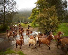 Glenworth Valley Horse Riding - Restaurant Gold Coast 0