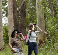 Chichester State Forest - Restaurant Gold Coast