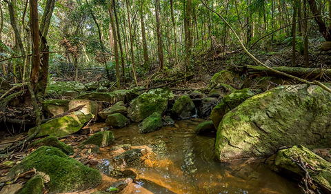 Palm Grove Nature Reserve - Restaurant Gold Coast 0