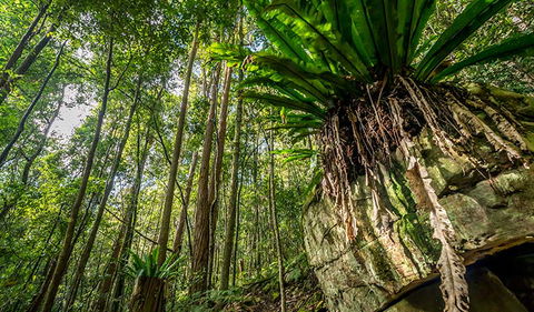 Palm Grove Nature Reserve - Restaurant Gold Coast 1