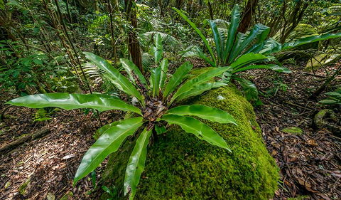 Palm Grove Nature Reserve - Restaurant Gold Coast 2