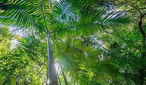 Palm Grove Nature Reserve - Restaurant Gold Coast 3