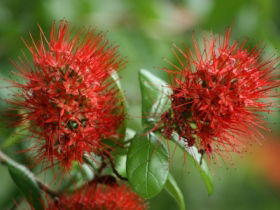 Hervey Bay Botanic Gardens - Restaurant Gold Coast 2