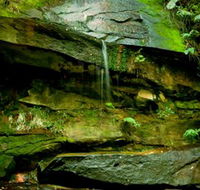Strickland State Forest - Restaurant Gold Coast