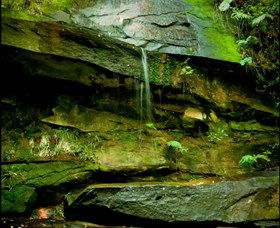 Strickland State Forest - Restaurant Gold Coast 0