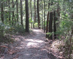 Strickland State Forest - Restaurant Gold Coast 2