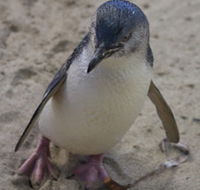 Penguin Island Boardwalks and Walk Trail - Restaurant Gold Coast