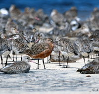 Cooloola Nature - Restaurant Gold Coast