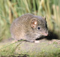 Munmorah State Conservation Area - Restaurant Gold Coast