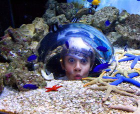 Sea Life Sunshine Coast - Restaurant Gold Coast 0