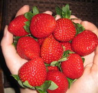 The Strawberry Farm - Restaurant Gold Coast