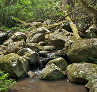 Booyong walking track - Restaurant Gold Coast