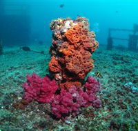 HMAS Brisbane Dive Site - Restaurant Gold Coast