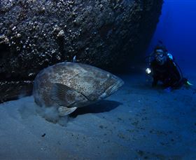 HMAS Brisbane Dive Site - Restaurant Gold Coast 3