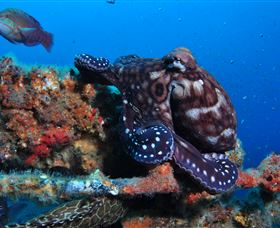 HMAS Brisbane Dive Site - Restaurant Gold Coast 2
