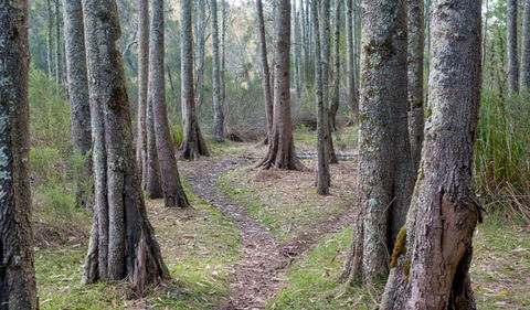 Anabranch Loop Track - Restaurant Gold Coast 1