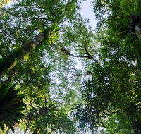 Botanic walk - Restaurant Gold Coast