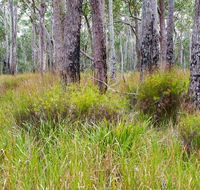 Narrawallee Inlet walking track - Restaurant Gold Coast