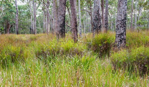 Narrawallee Inlet Walking Track - Restaurant Gold Coast 0