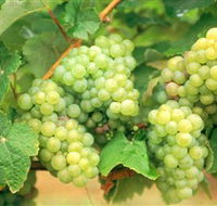Red Tail Wines - Restaurant Gold Coast