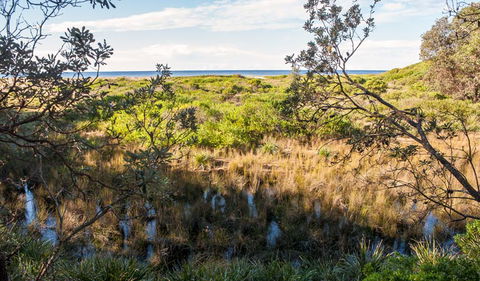 Burrawang Track - Conjola Beach To Buckleys Point - Restaurant Gold Coast 1