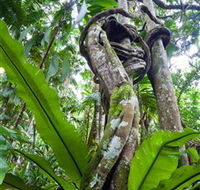 Tamborine Rainforest Skywalk - Restaurant Gold Coast