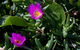 Murramarang Aboriginal Area - thumb 3