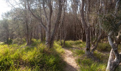 Murramarang Aboriginal Area Walking Track - Restaurant Gold Coast 1