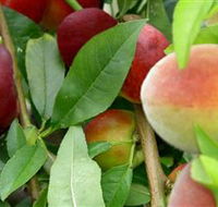 Fruit Salad Tree Company - Restaurant Gold Coast