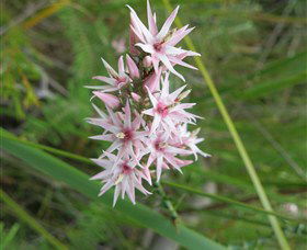Booderee National Park: Green Patch And Telegraph Creek Walking Tracks - Restaurant Gold Coast 5