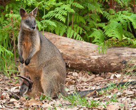 Booderee National Park: Green Patch And Telegraph Creek Walking Tracks - Restaurant Gold Coast 7